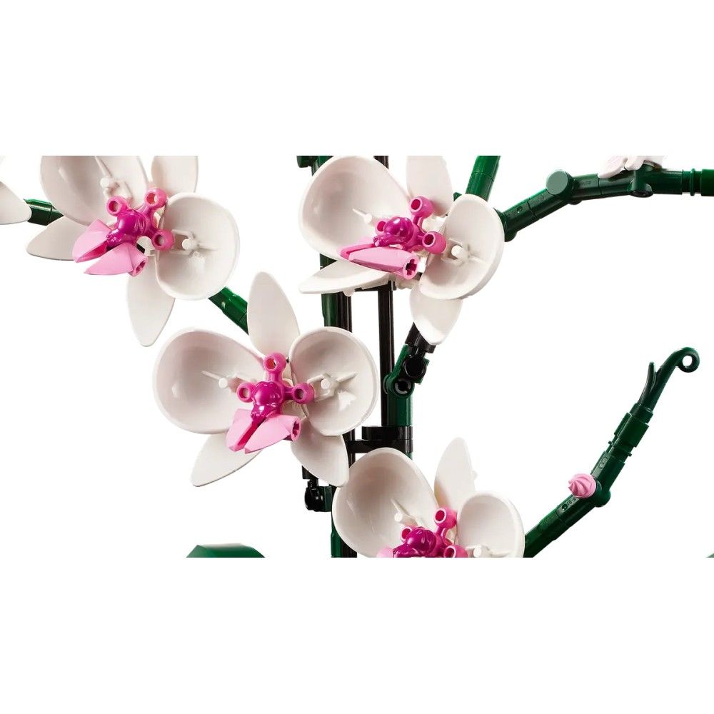 Orquídea