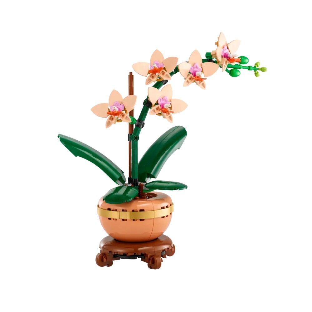 Orquídea em Miniatura