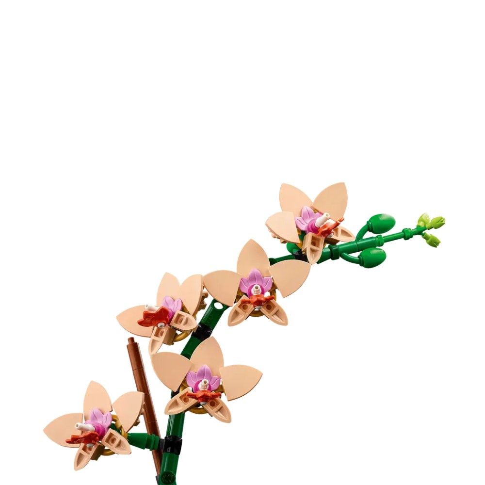 Orquídea em Miniatura