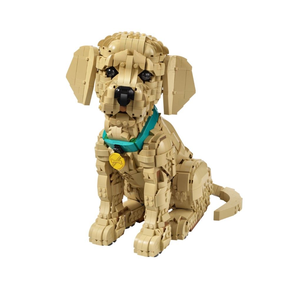 Cachorrinho Golden Retriever