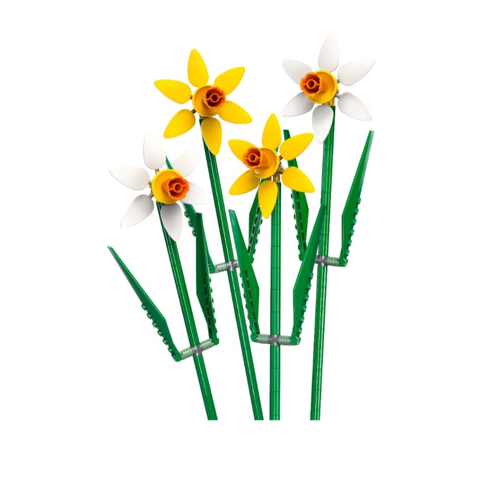 Narcisos